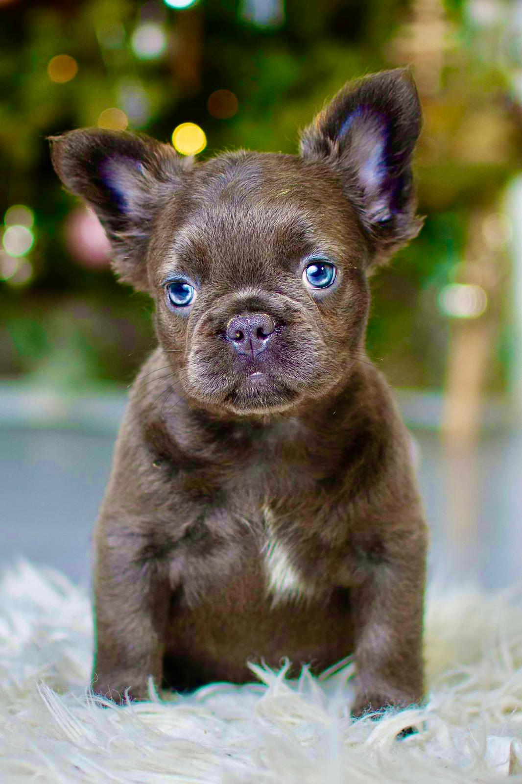 Bulldog Miami 305 Image